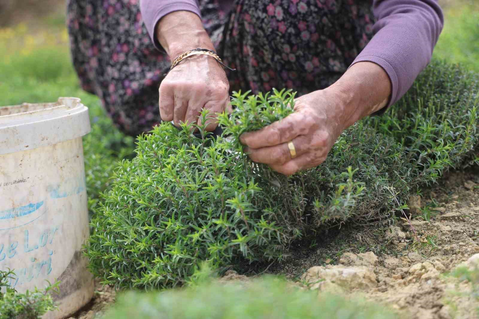 Sofraların vazgeçilmezi zahterde bereketli hasat
