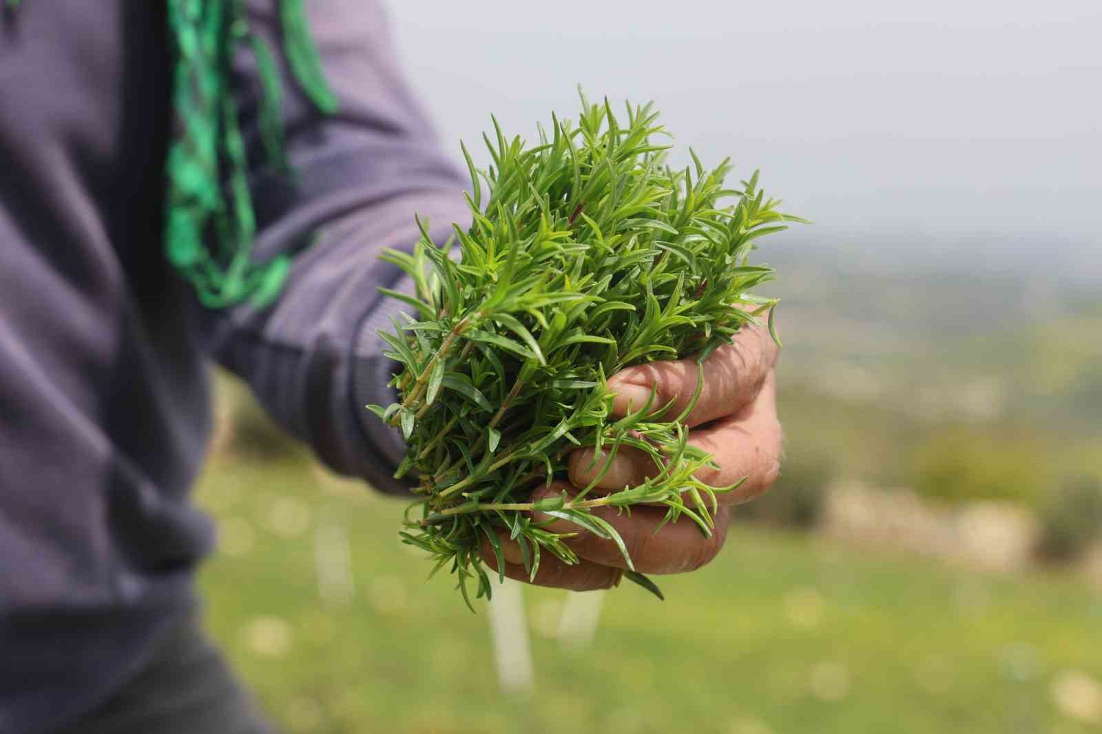 Sofraların vazgeçilmezi zahterde bereketli hasat
