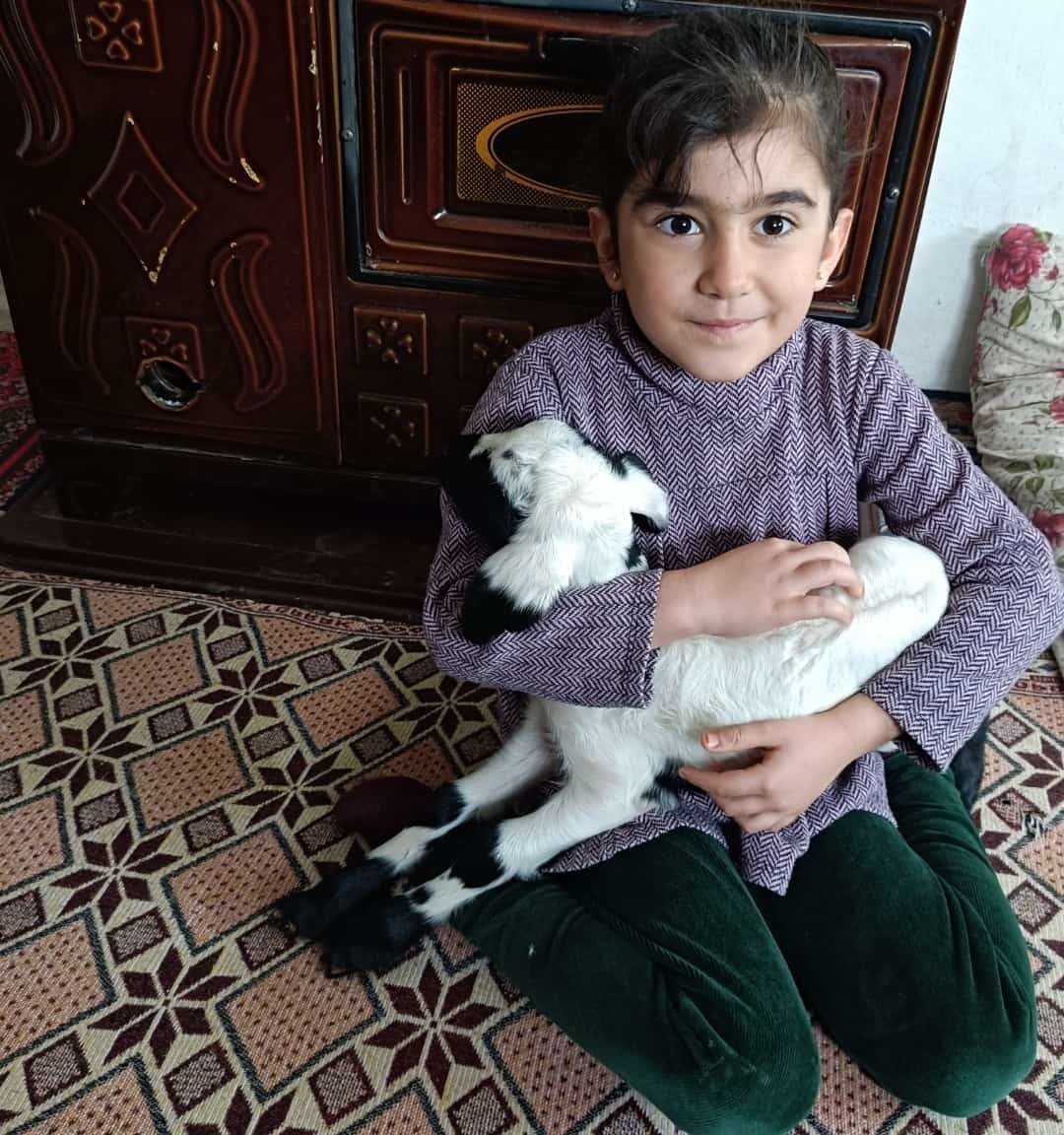 Soğuk hava kuzuları eve taşıdı: Elazığ’da yeni doğan kuzular biberonla besleniyor
