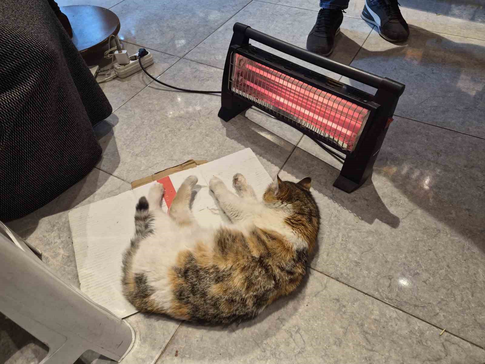 Soğuktan üşüyen kedi elektrikli ısıtıcının karşısında dinlendi
