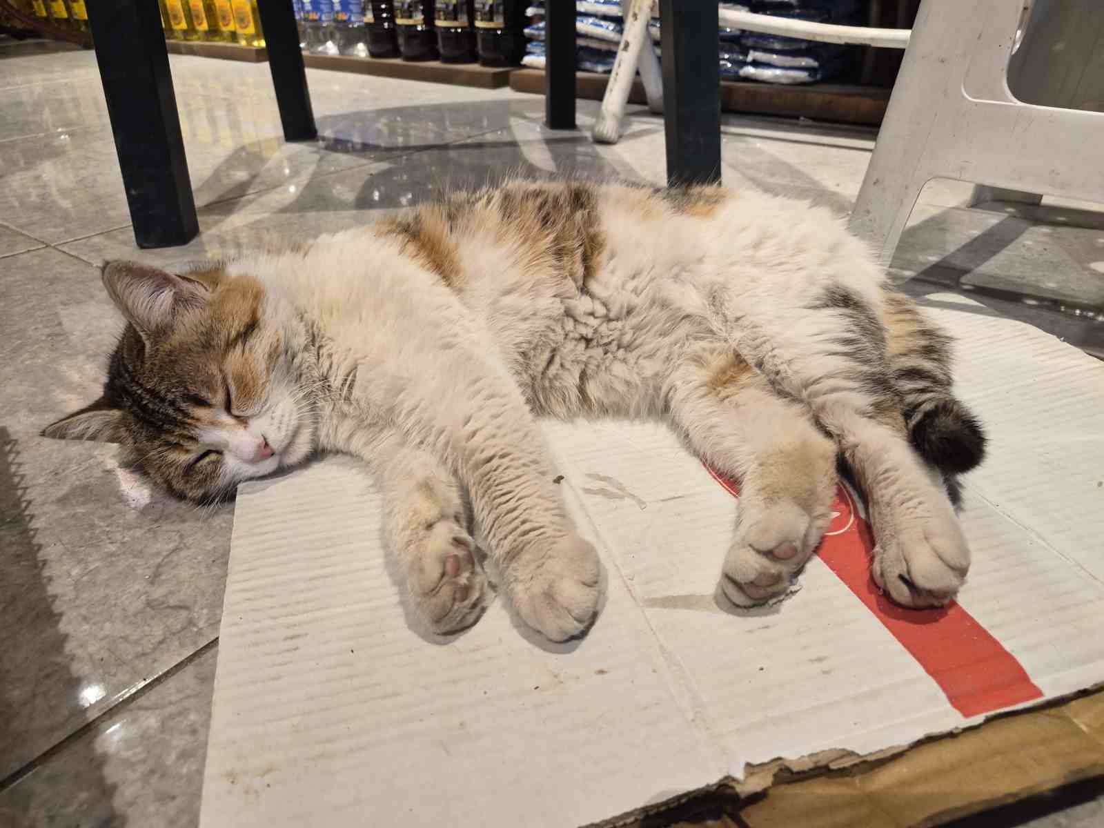 Soğuktan üşüyen kedi elektrikli ısıtıcının karşısında dinlendi
