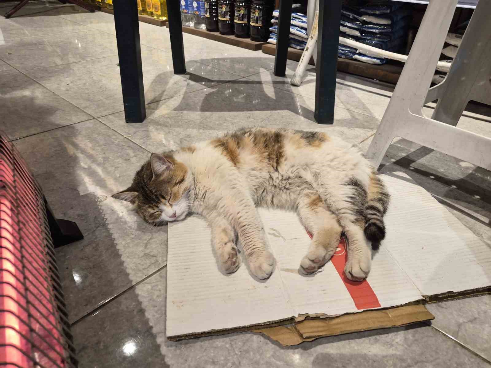 Soğuktan üşüyen kedi elektrikli ısıtıcının karşısında dinlendi
