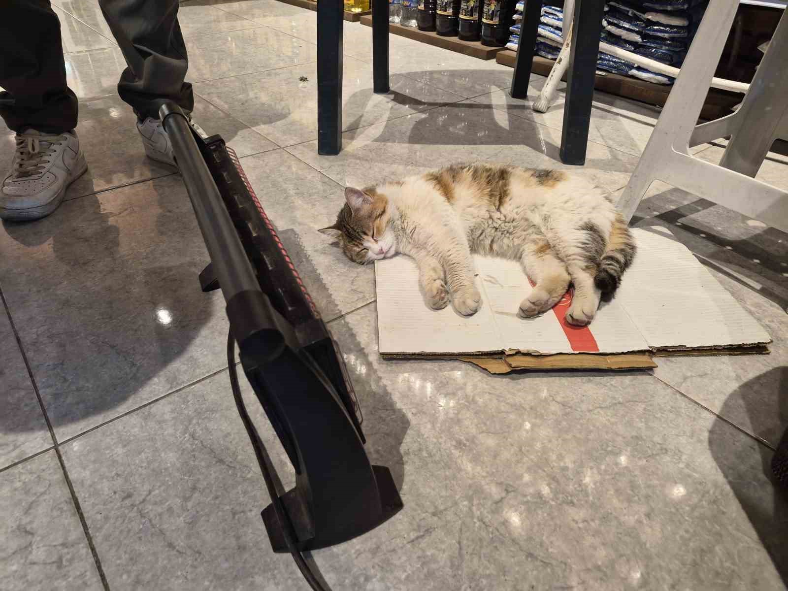 Soğuktan üşüyen kedi elektrikli ısıtıcının karşısında dinlendi

