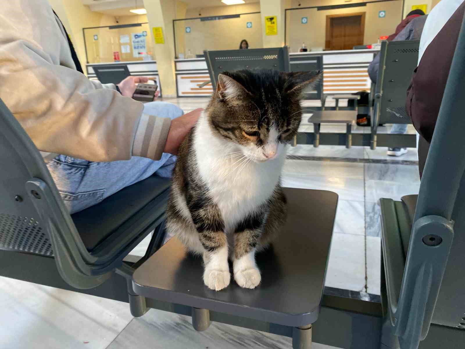 Soğuktan üşüyen sokak kedileri tren garına ısındı
