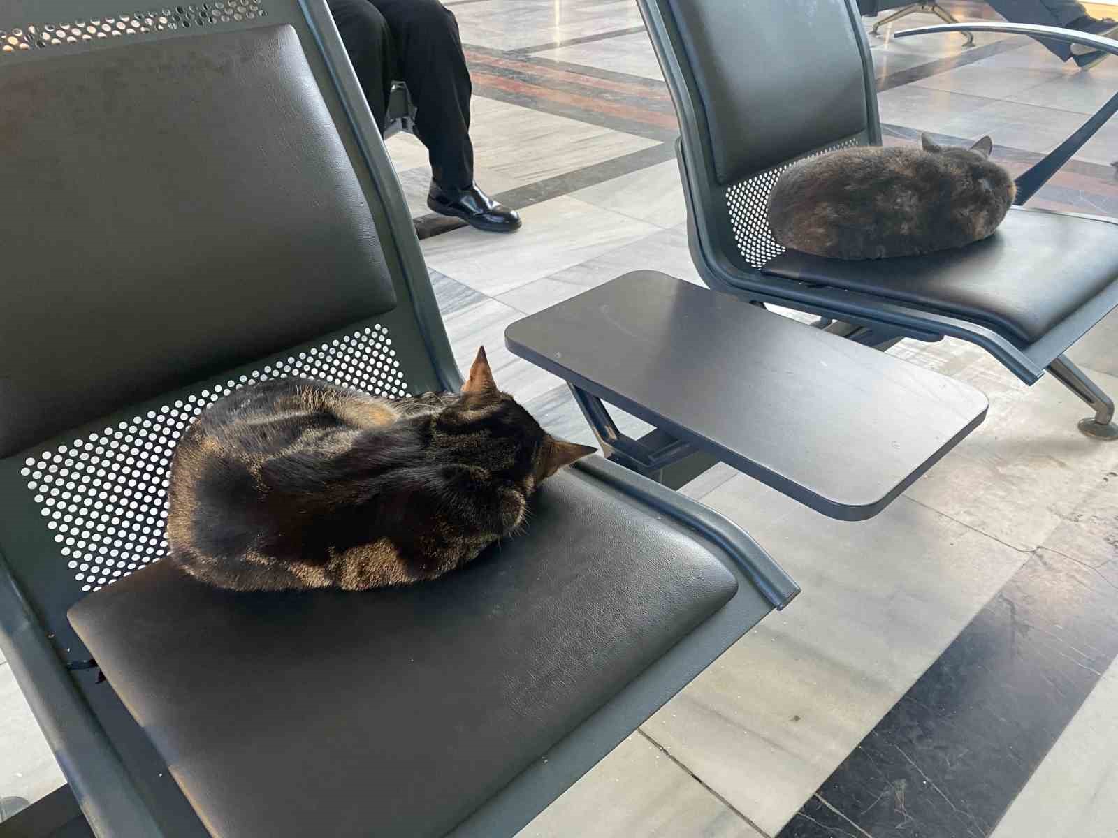 Soğuktan üşüyen sokak kedileri tren garına ısındı
