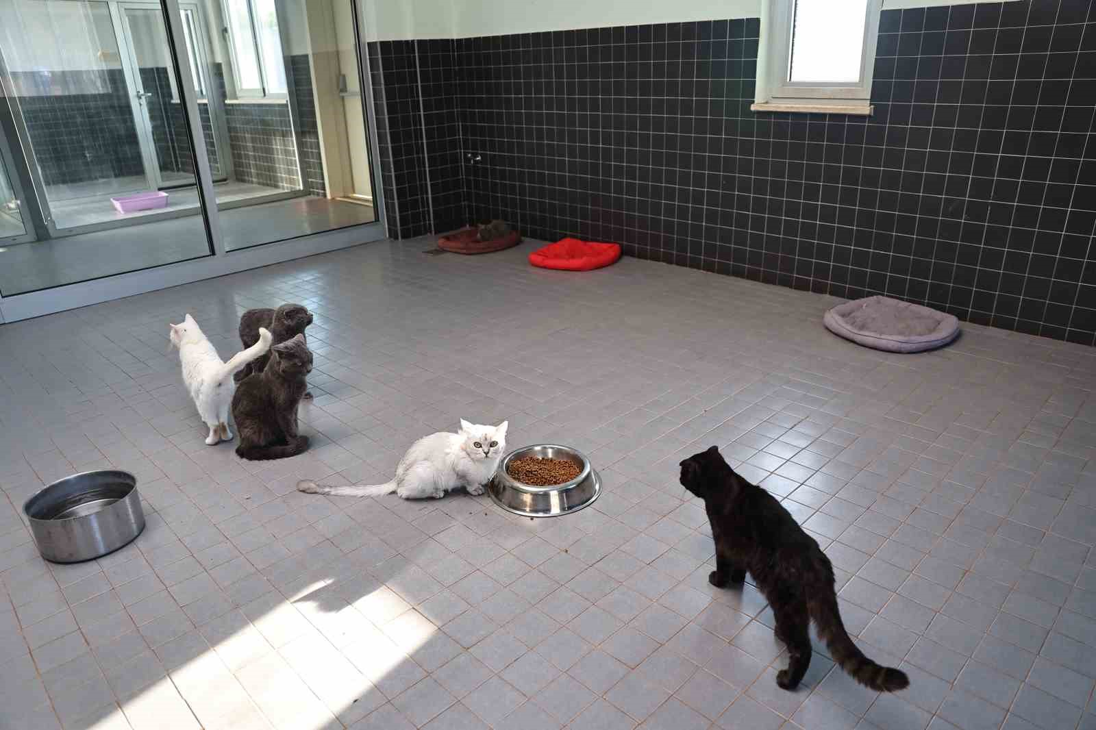 Sokak Hayvanları Geçici Bakımevi can dostlara yeni yuva yolu oluyor
