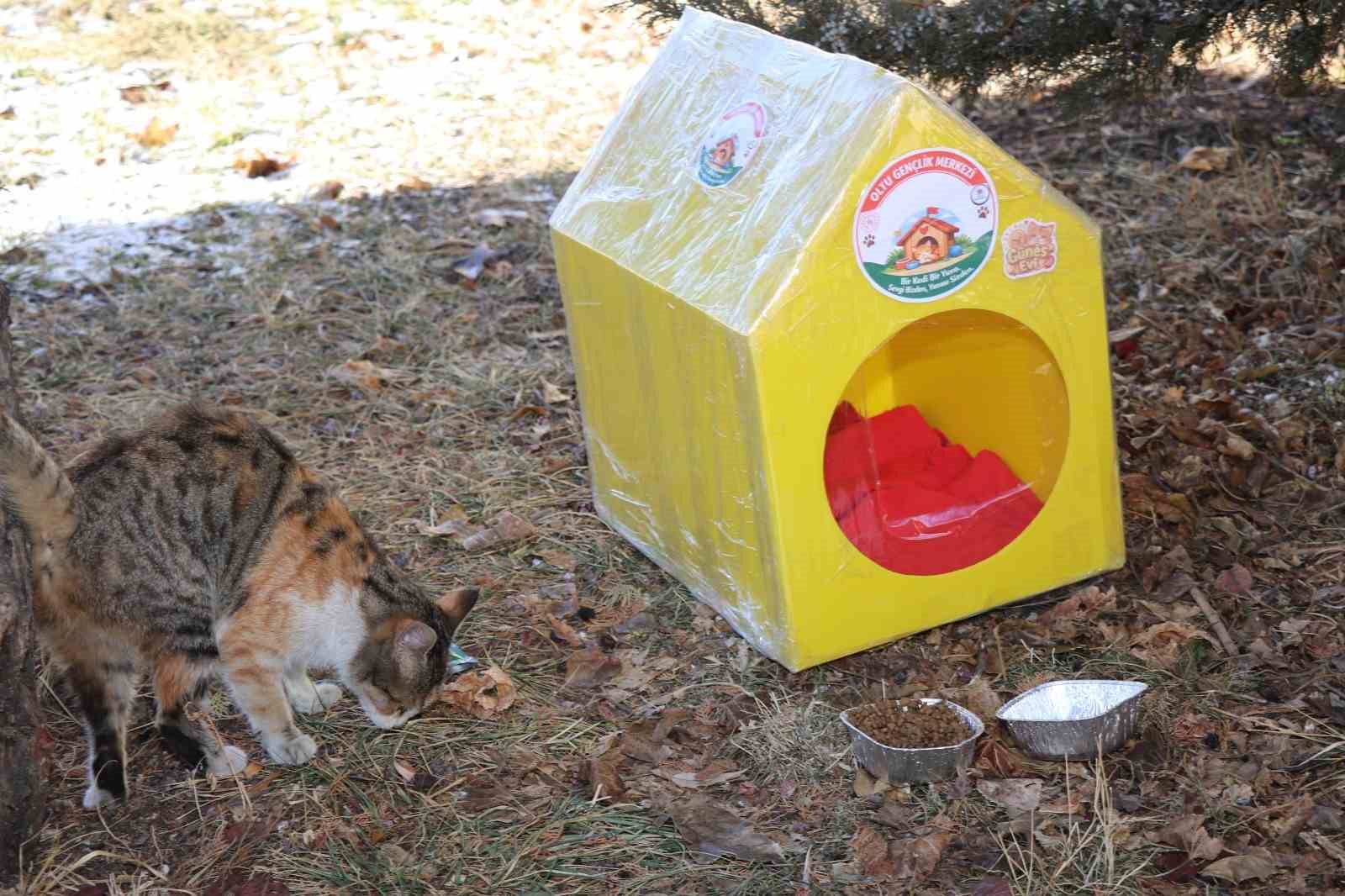 Sokak kedileri unutulmadı
