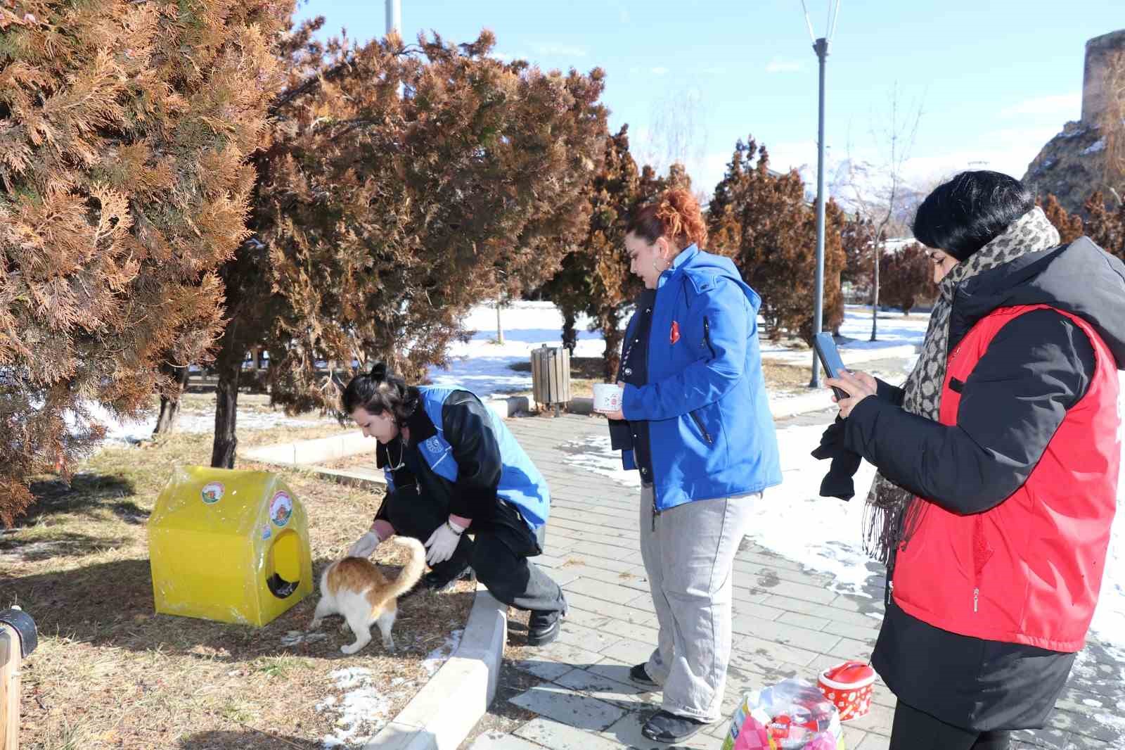 Sokak kedileri unutulmadı
