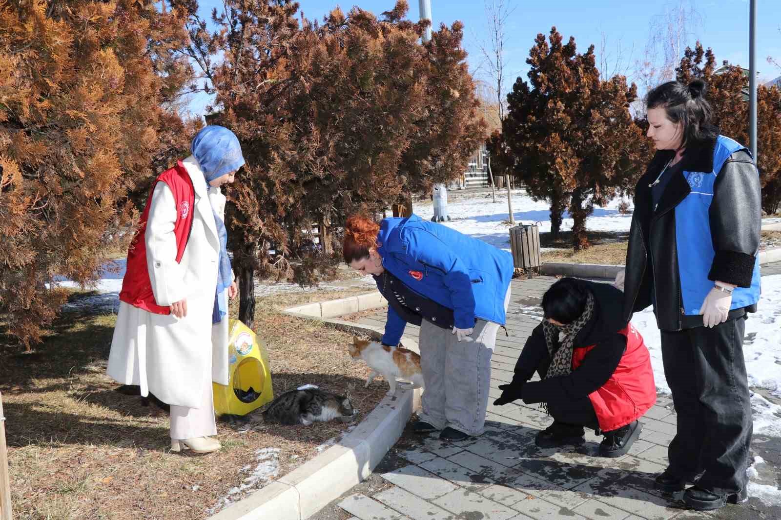 Sokak kedileri unutulmadı
