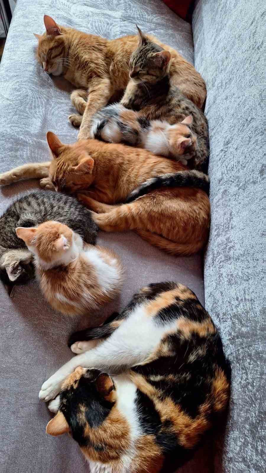 Sokak kedilerine evinin kapısını açtı, onlara yuva oldu
