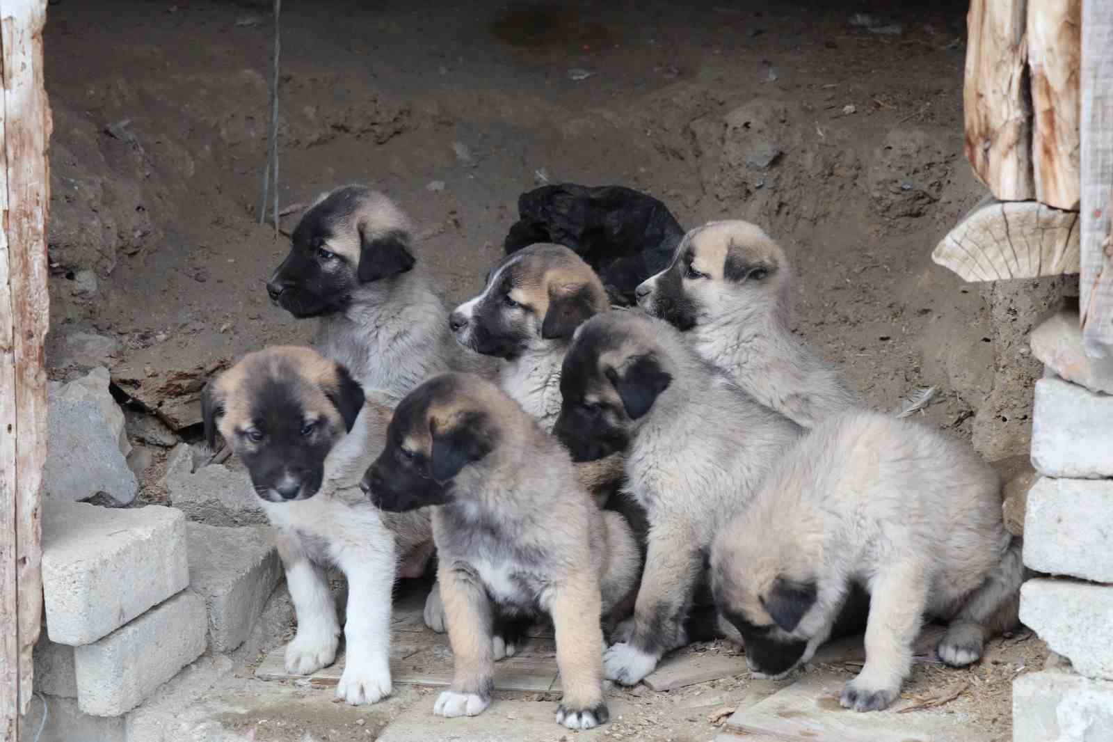 Sokak köpeği 10 yavru doğurdu, sahip çıkan kadın çaresiz kaldı
