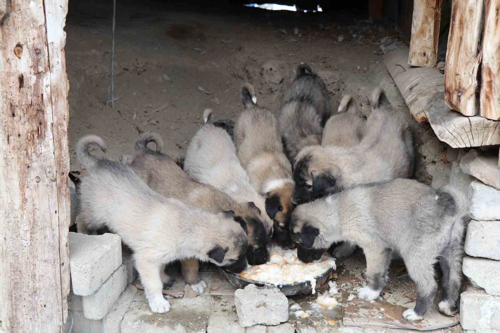 Sokak köpeği 10 yavru doğurdu, sahip çıkan kadın çaresiz kaldı
