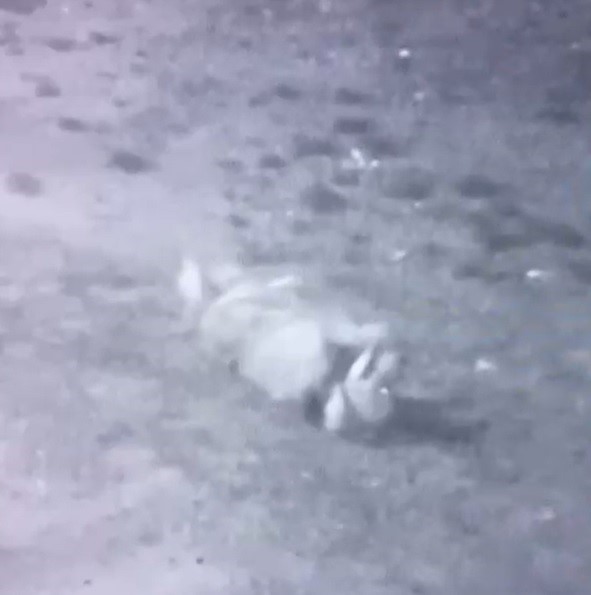 Sokak köpekleri, sahipli köpeği parçaladı
