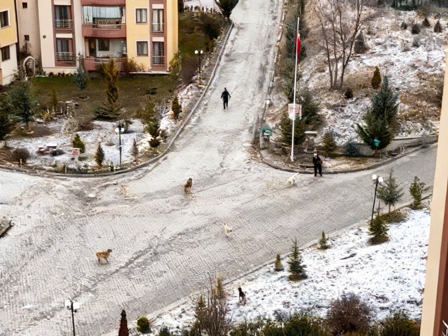 Sokak köpeklerinin saldırısına uğrayan kadını vatandaşlar kurtardı: O anlar kamerada
