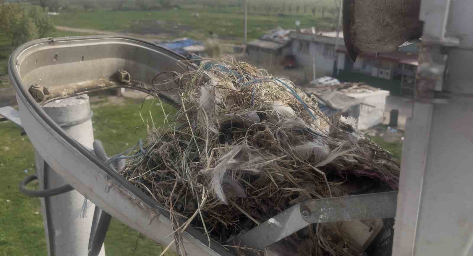 Sokak lambaları kuşlara yuva oldu
Sokak lambaları kuşlara yuva oldu
