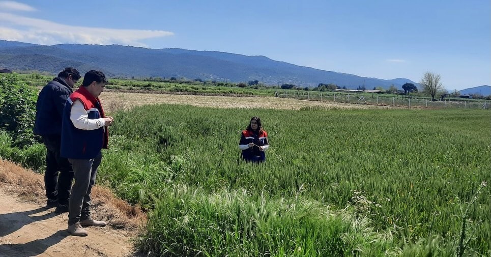 Söke’de hububat ekili araziler denetlendi
