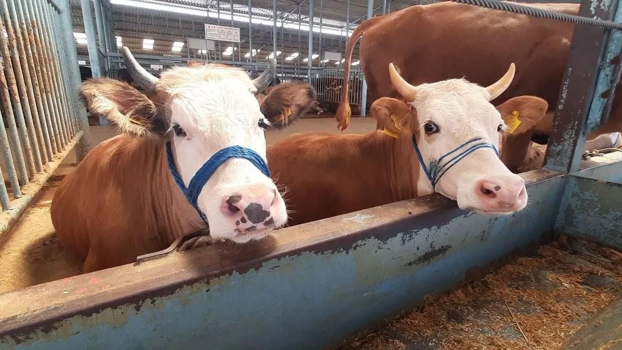 Söke’de şap hastalığı söndü, kısıtlama kaldırıldı
