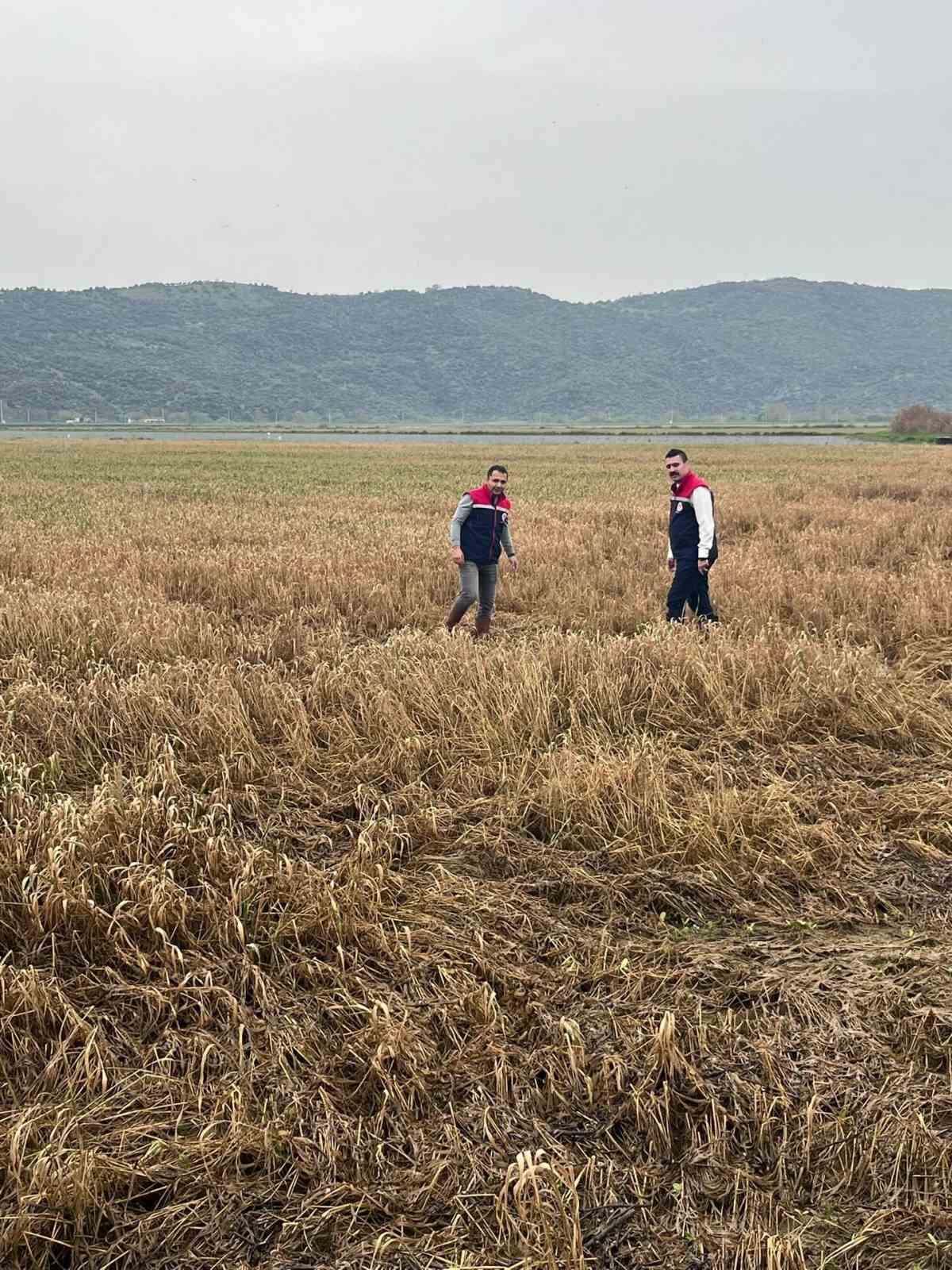 Söke’de sel sonrası tarım arazilerinde hasar tespiti sürüyor
