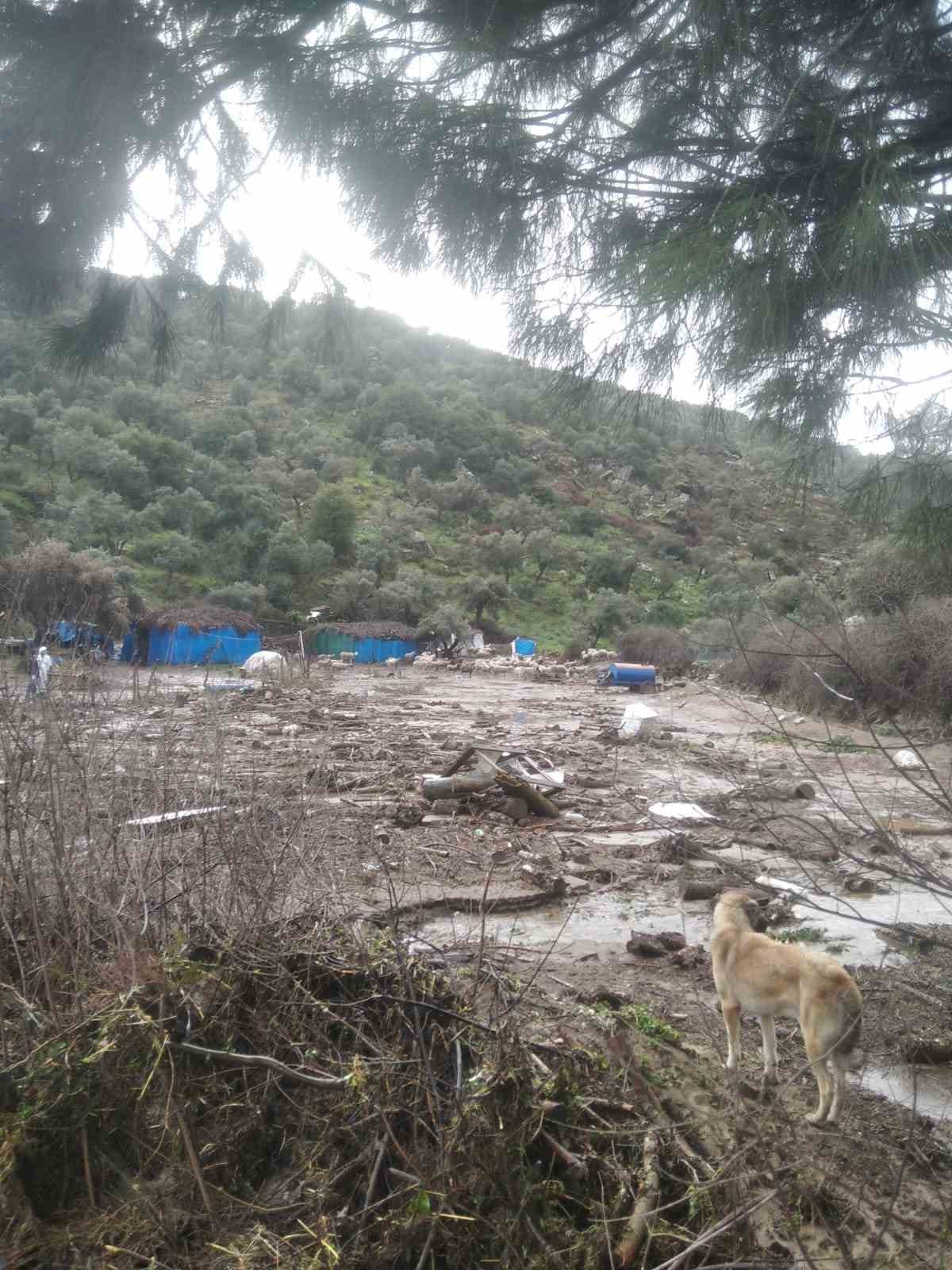 Söke’de sel sularına kapılan 46 küçükbaş hayvan telef oldu
