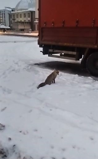 Son yılların en soğuk kışını yaşayan Sivas’ta yabani hayvanlar sık sık yerleşim bölgelerine iniyor
