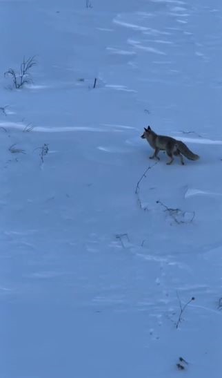 Son yılların en soğuk kışını yaşayan Sivas’ta yabani hayvanlar sık sık yerleşim bölgelerine iniyor
