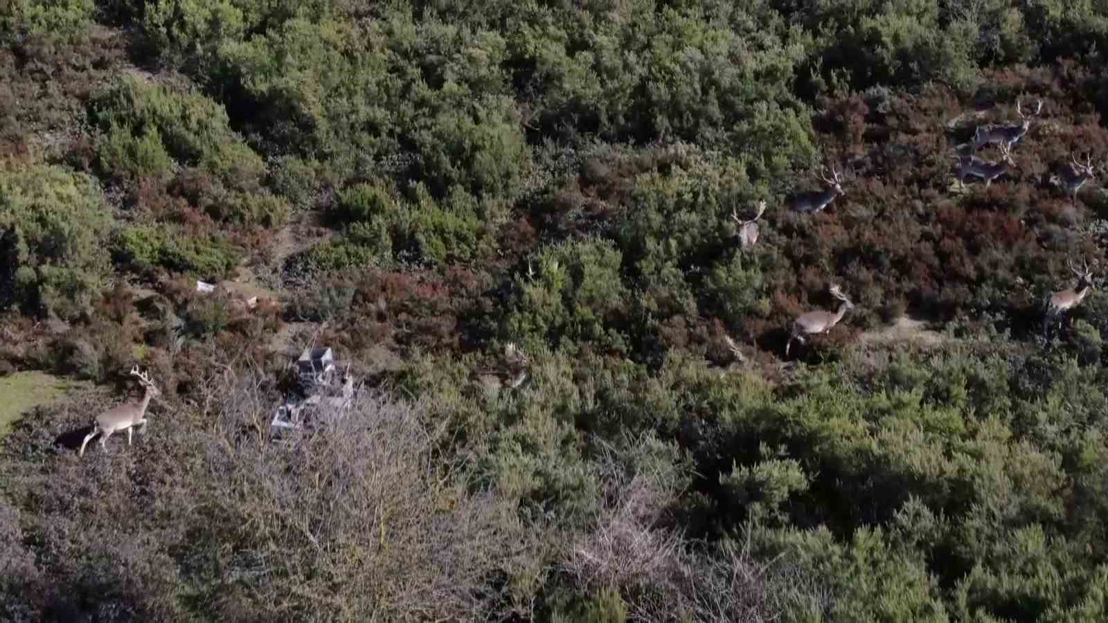 Sosyal medyada paylaşıldı, Tuzla’daki geyikler ilgi odağı oldu
