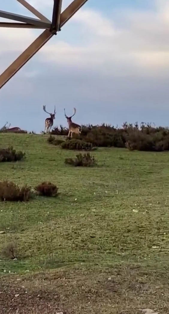 Sosyal medyada paylaşıldı, Tuzla’daki geyikler ilgi odağı oldu
