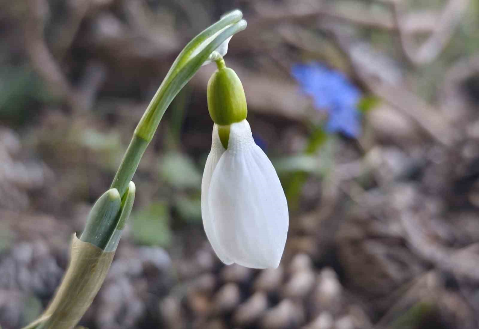 Spil’de kardelenler ikinci kez açtı
Spil’de kardelenler ikinci kez açtı