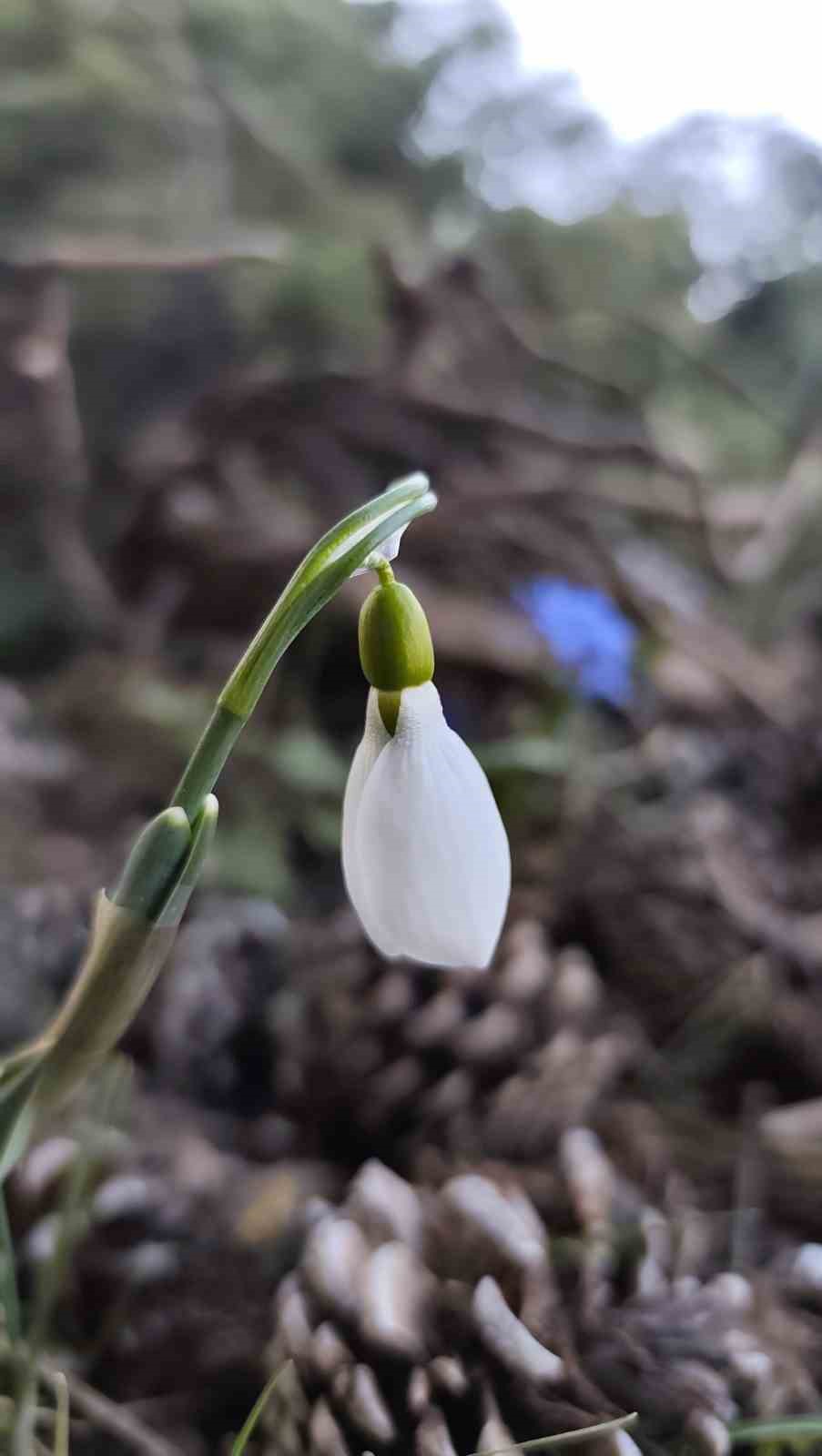 Spil’de kardelenler ikinci kez açtı
Spil’de kardelenler ikinci kez açtı