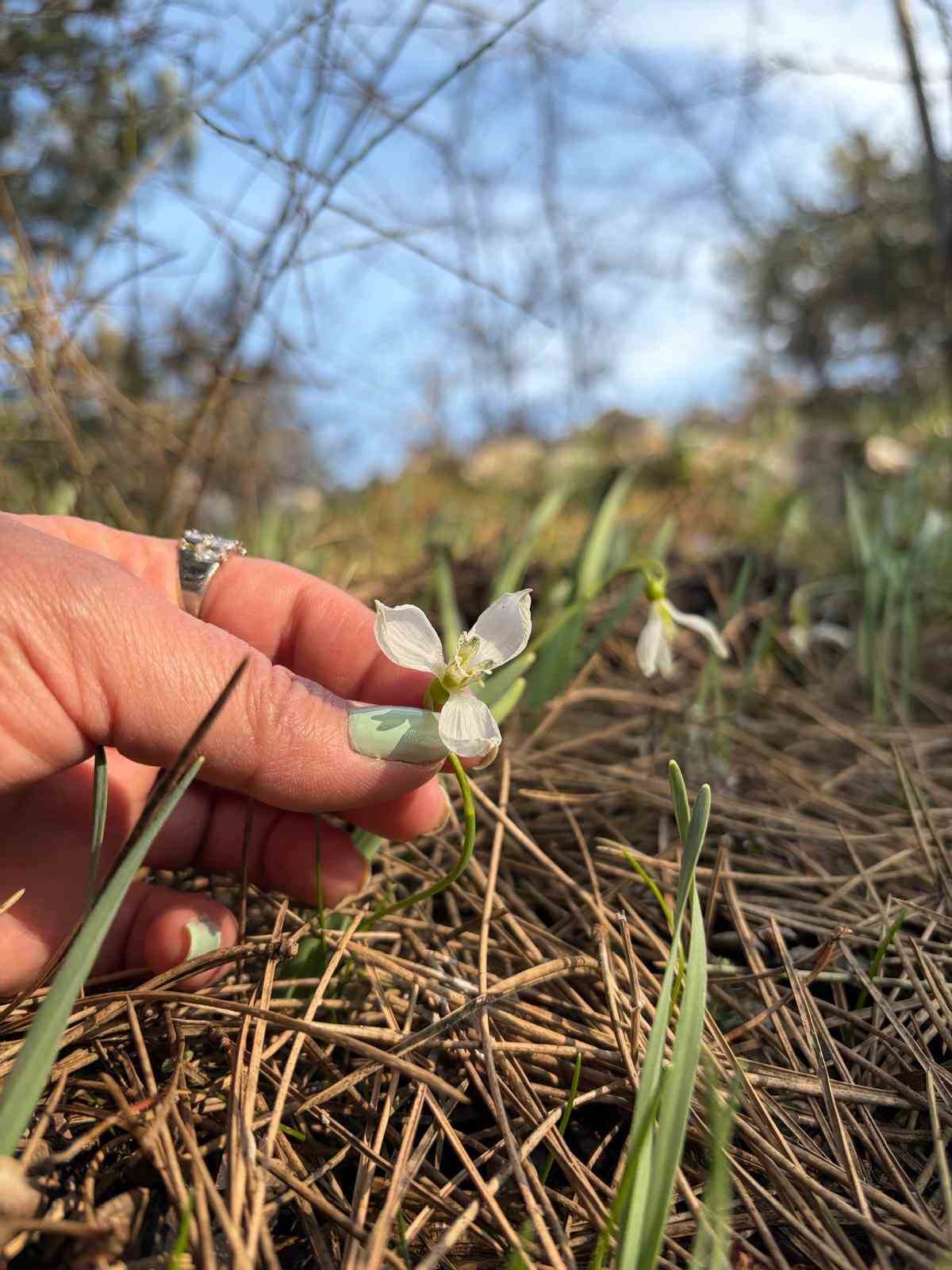 Spil’de kardelenler ikinci kez açtı
Spil’de kardelenler ikinci kez açtı