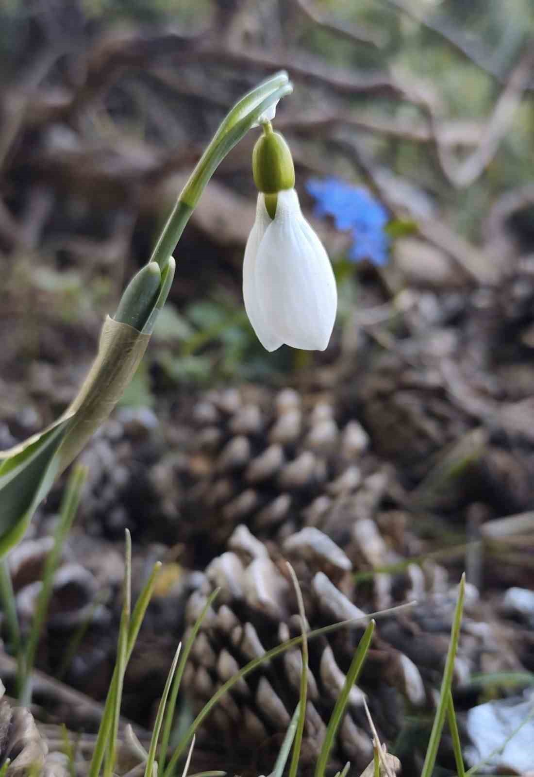 Spil’de kardelenler ikinci kez açtı
Spil’de kardelenler ikinci kez açtı
