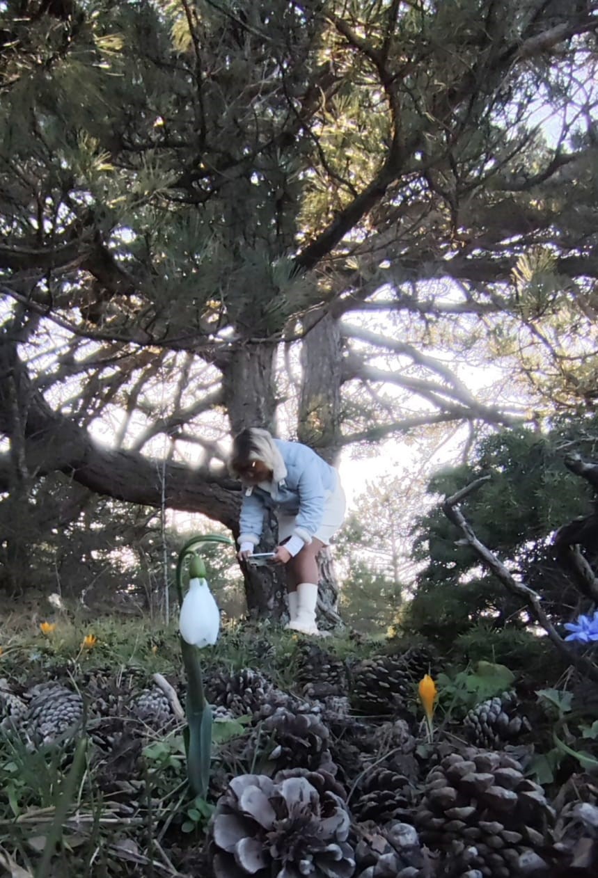 Spil’de kardelenler ikinci kez açtı
Spil’de kardelenler ikinci kez açtı