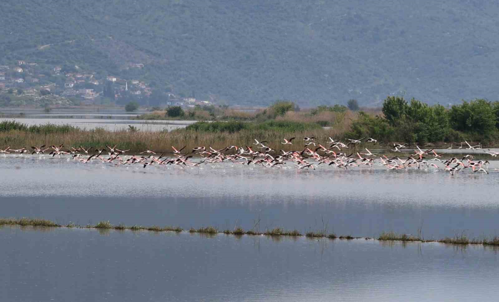 Su altında kalan arazilerde flamingolar görsel şölen oluşturdu
