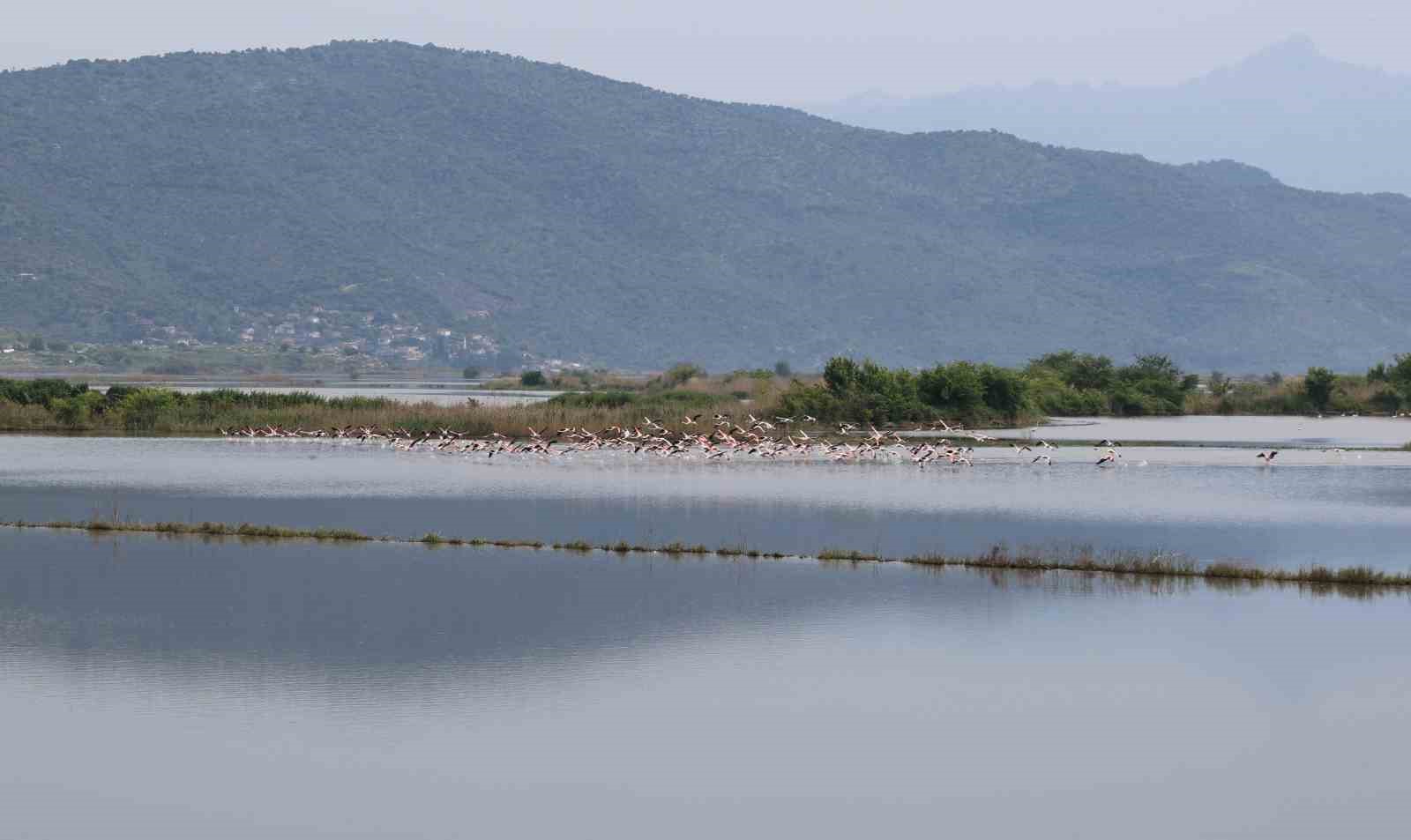 Su altında kalan arazilerde flamingolar görsel şölen oluşturdu
