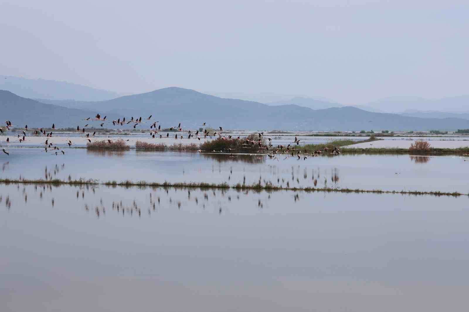 Su altında kalan arazilerde flamingolar görsel şölen oluşturdu
