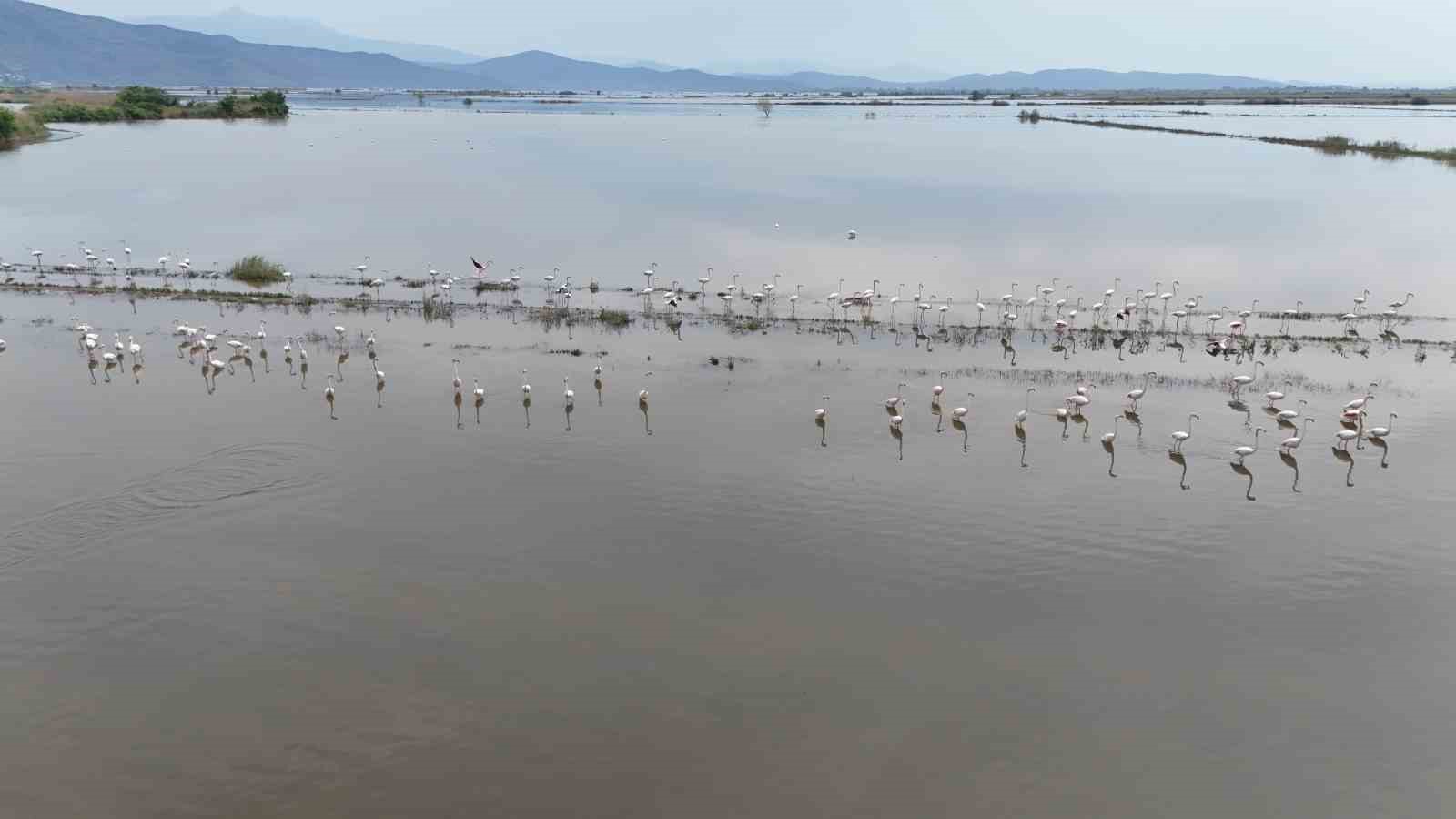 Su altında kalan arazilerde flamingolar görsel şölen oluşturdu
