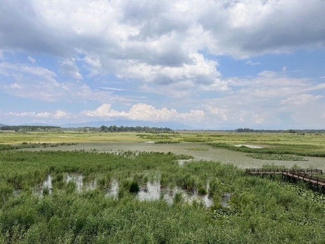 Su bitkileri ile doğal arıtma
Su bitkileri ile doğal arıtma