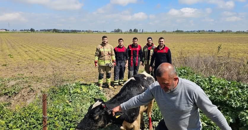 Su kanalına düşen inek itfaiye ekipleri tarafından kurtarıldı
