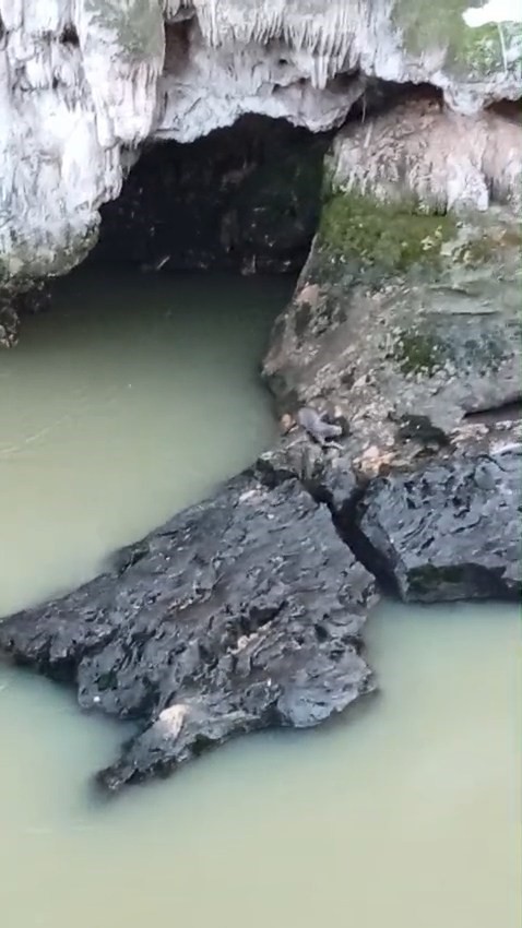 Su samuru balık avlarken görüntülendi
