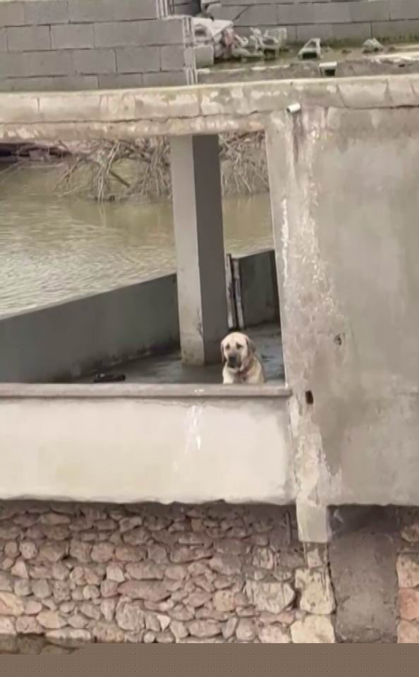 Su taşkınında evde mahsur kalan köpek, vatandaşların bindiği botla kurtarıldı
