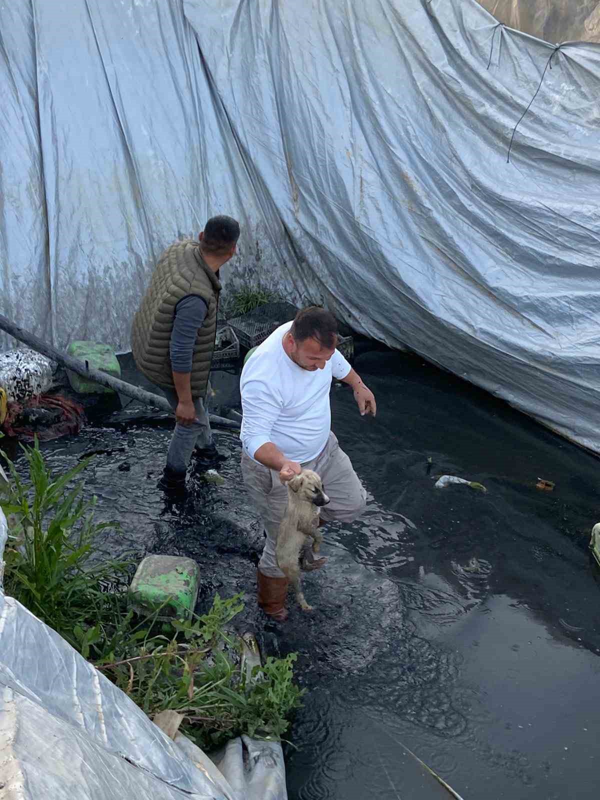 Sulama havuzuna düşen 5 yavru köpeği belediye ekipleri kurtardı
