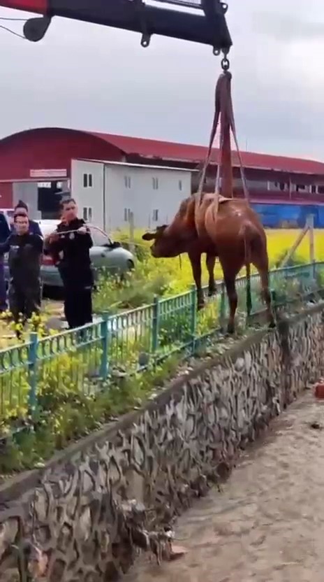 Sulama kanalına düşen ineği itfaiye kurtardı
