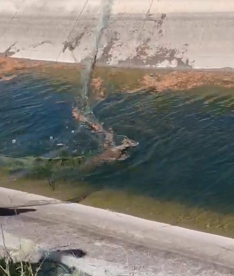 Sulama kanalına düşen karacayı vatandaşlar kurtardı
