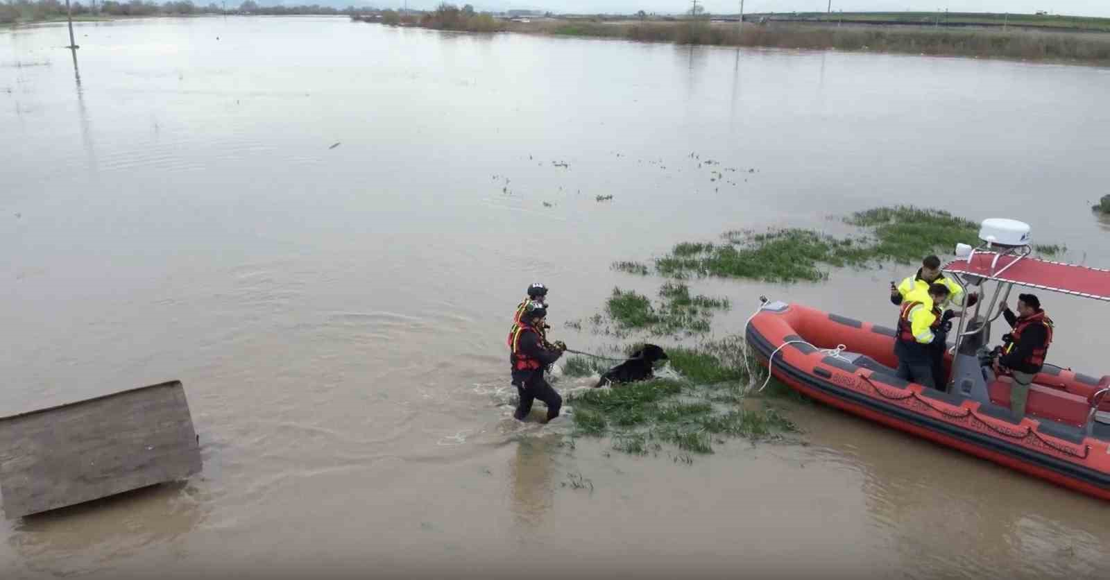 Sular altında kalan bağ evinde mahsur kalan iki köpeği belediye ekipleri kurtardı
