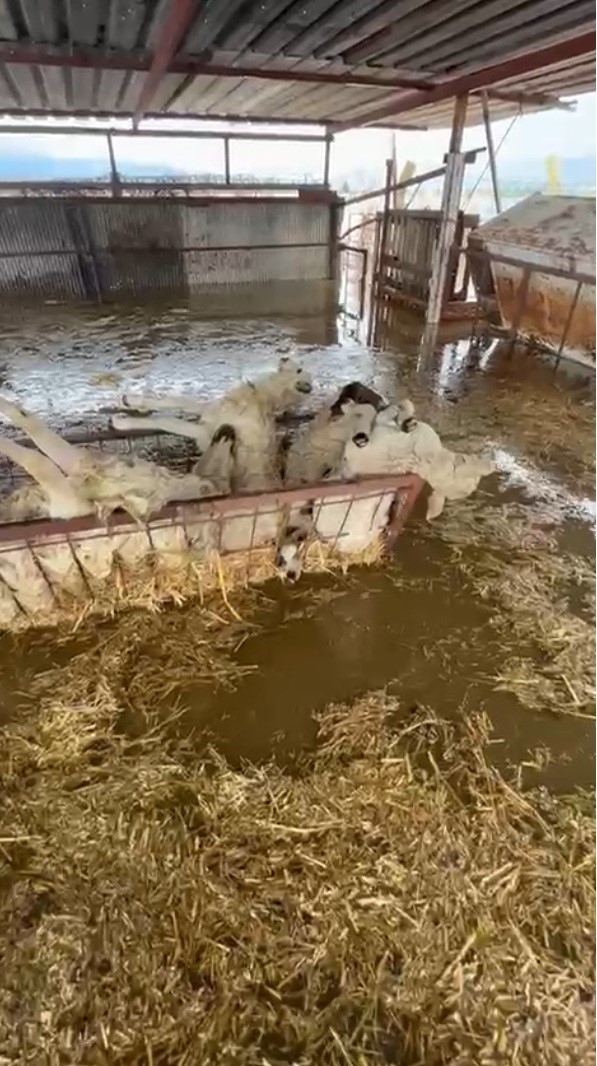 Sular altında kalan hayvan damındaki koyunlar telef oldu
