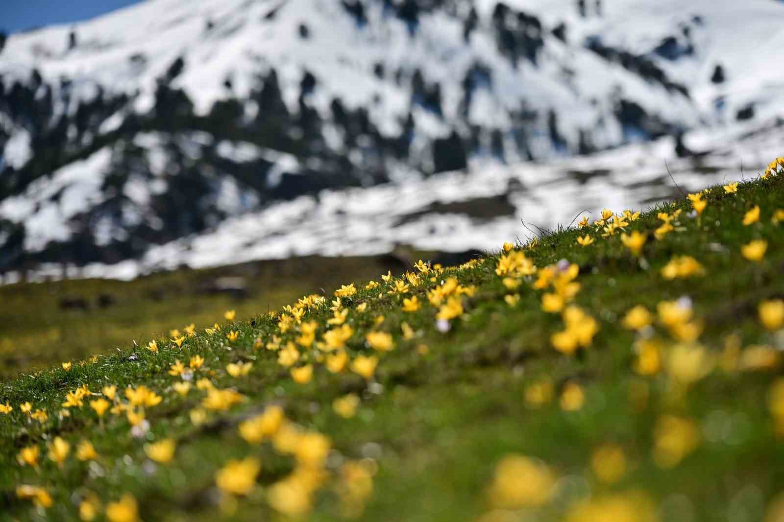Süleymaniye’de renk cümbüşü: Sarı ve mor çiğdemler açtı
Süleymaniye’de renk cümbüşü: Sarı ve mor çiğdemler açtı