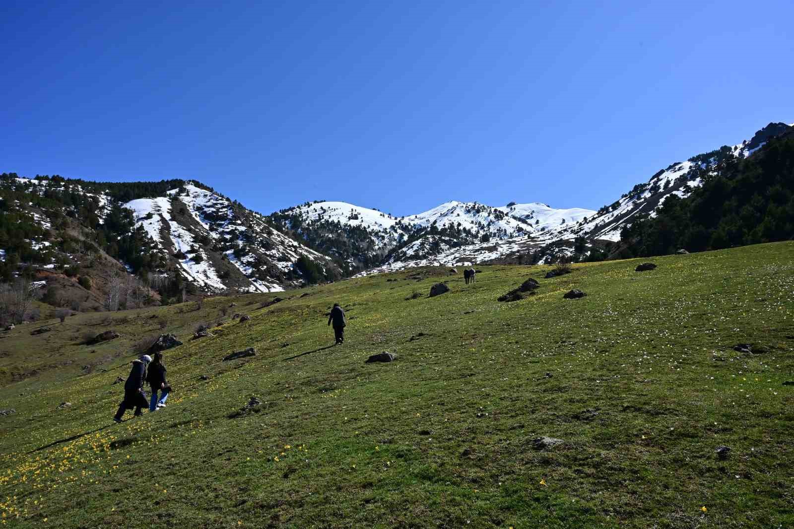 Süleymaniye’de renk cümbüşü: Sarı ve mor çiğdemler açtı
Süleymaniye’de renk cümbüşü: Sarı ve mor çiğdemler açtı