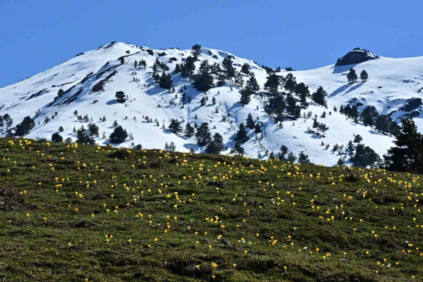 Süleymaniye’de renk cümbüşü: Sarı ve mor çiğdemler açtı
Süleymaniye’de renk cümbüşü: Sarı ve mor çiğdemler açtı