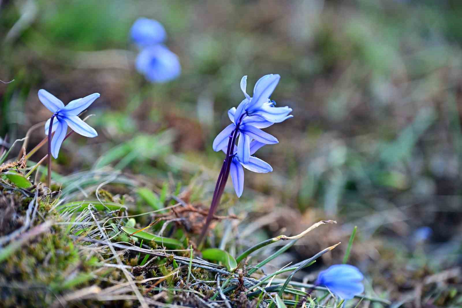 Süleymaniye’de renk cümbüşü: Sarı ve mor çiğdemler açtı
Süleymaniye’de renk cümbüşü: Sarı ve mor çiğdemler açtı