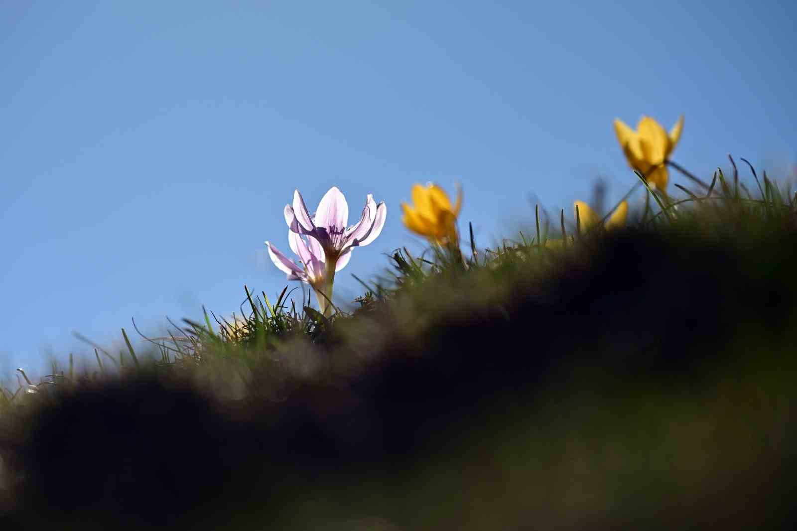 Süleymaniye’de renk cümbüşü: Sarı ve mor çiğdemler açtı
Süleymaniye’de renk cümbüşü: Sarı ve mor çiğdemler açtı
